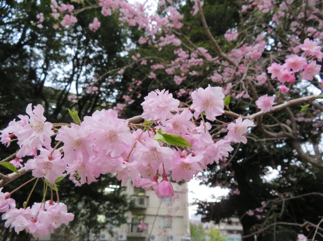 ファイル 6187-1.jpg