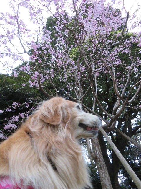 ファイル 6187-2.jpg