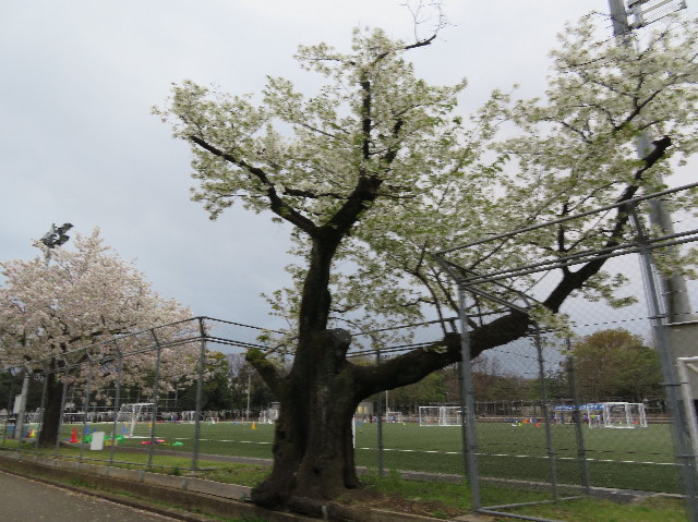 ファイル 6187-4.jpg