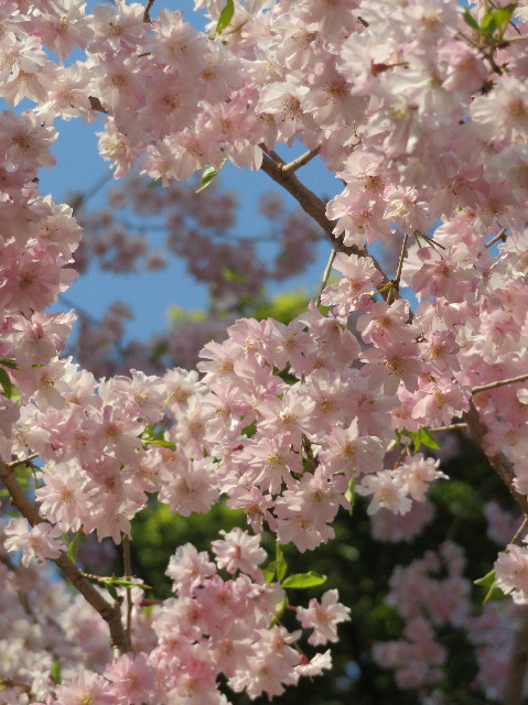 ファイル 6191-1.jpg