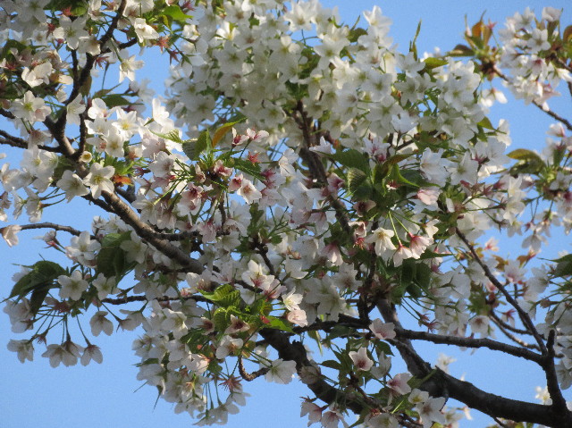 ファイル 6191-2.jpg