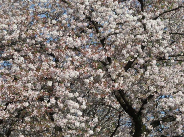 ファイル 6191-3.jpg