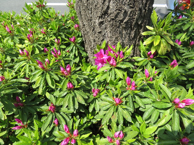 ファイル 6192-2.jpg