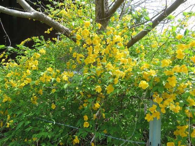 ファイル 6192-3.jpg