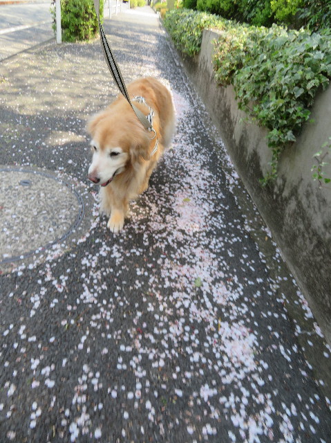 ファイル 6193-1.jpg