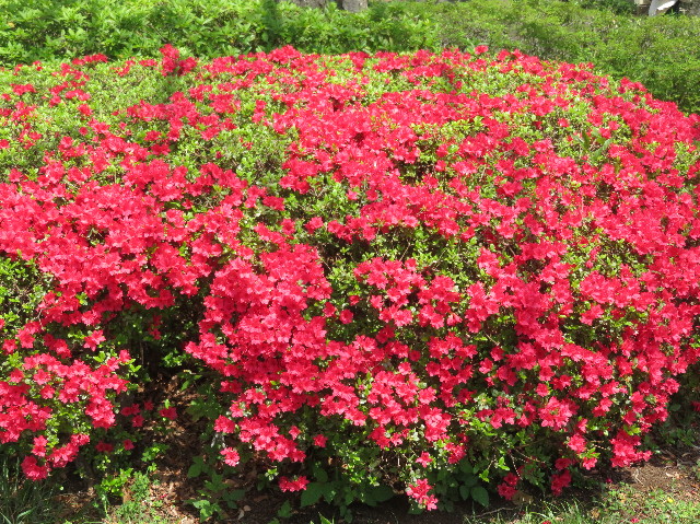 ファイル 6204-1.jpg