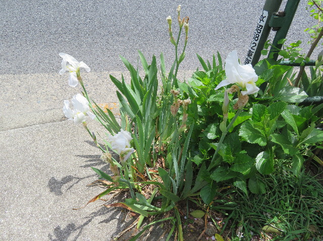 ファイル 6204-4.jpg