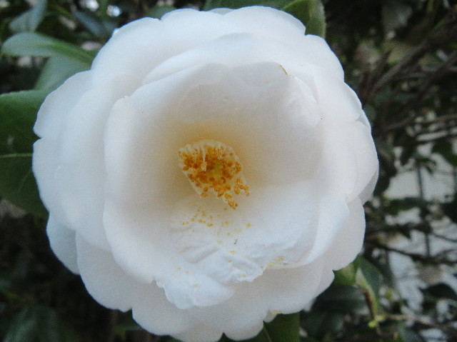 ファイル 6204-5.jpg