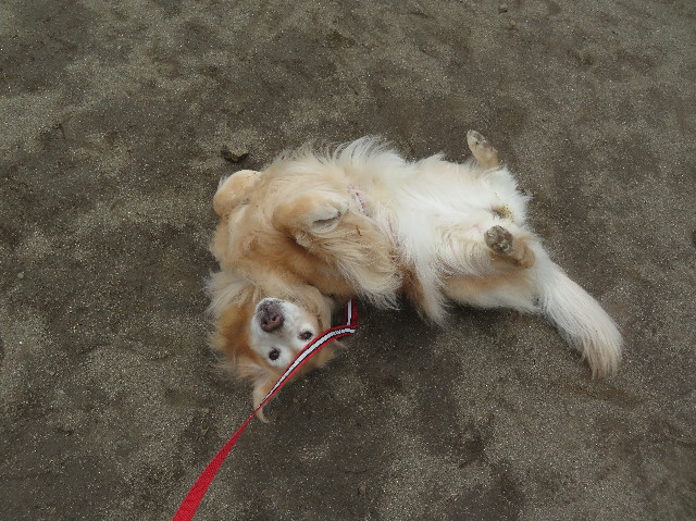 ファイル 6205-1.jpg