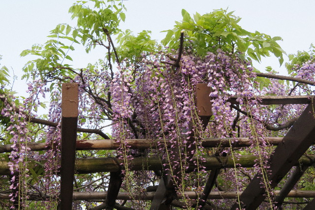 ファイル 6209-2.jpg