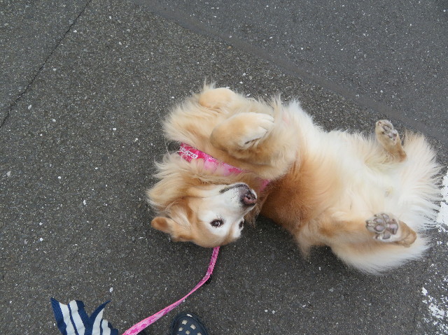 ファイル 6210-1.jpg