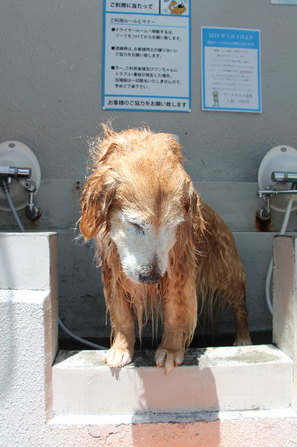 ファイル 6212-1.jpg