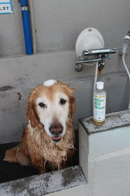 ファイル 6213-4.jpg