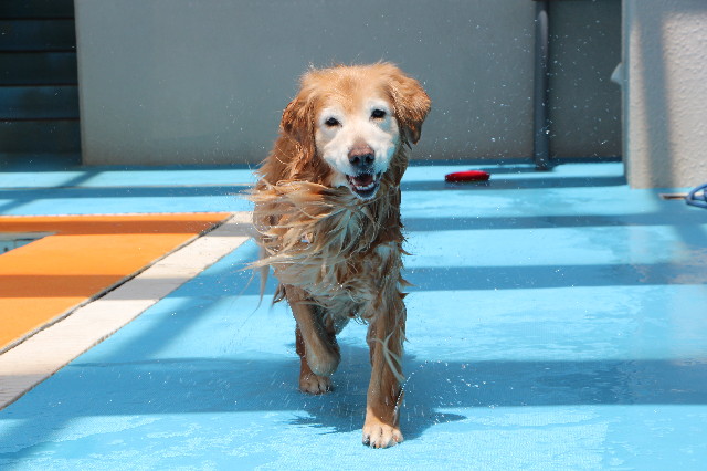 ファイル 6216-1.jpg