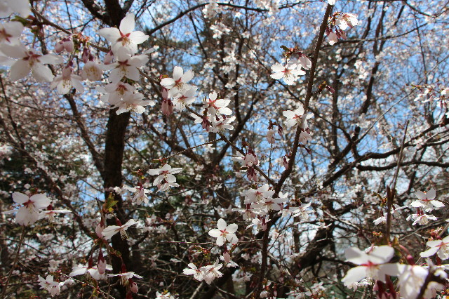 ファイル 6217-2.jpg