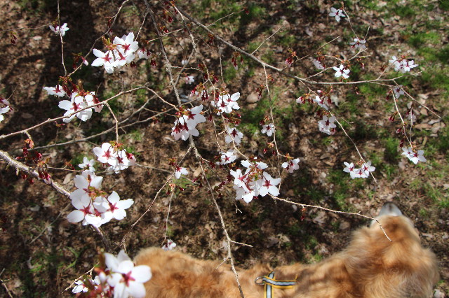 ファイル 6217-3.jpg