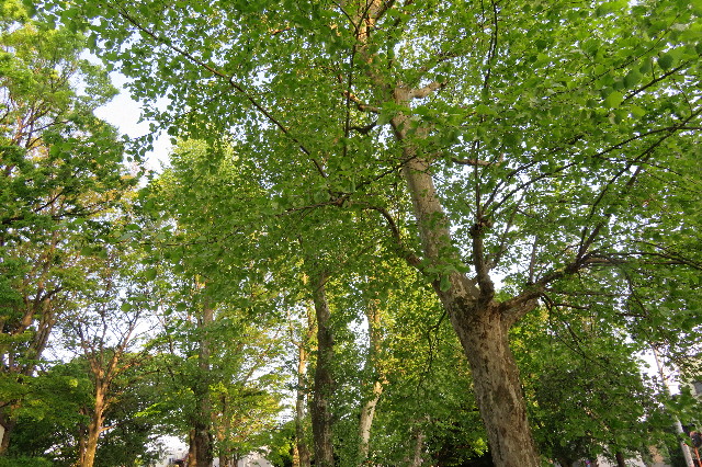 ファイル 6218-3.jpg