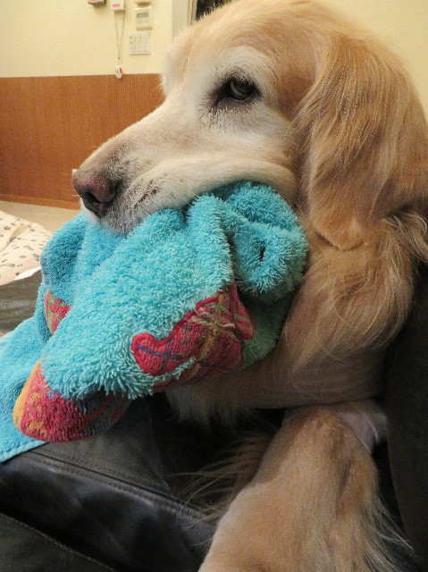 ファイル 6219-1.jpg