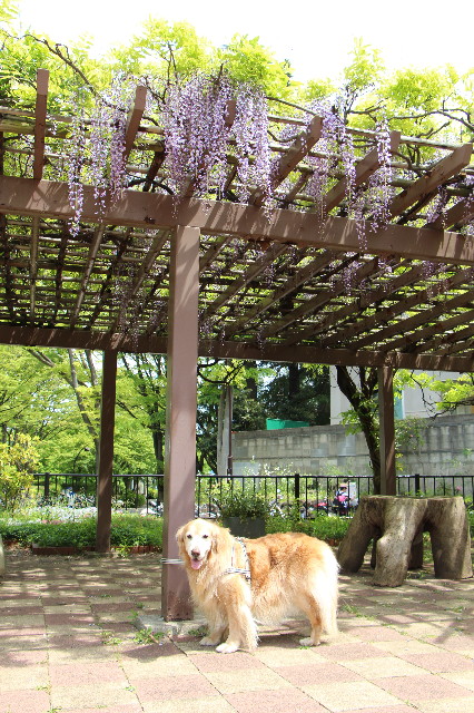 ファイル 6222-1.jpg