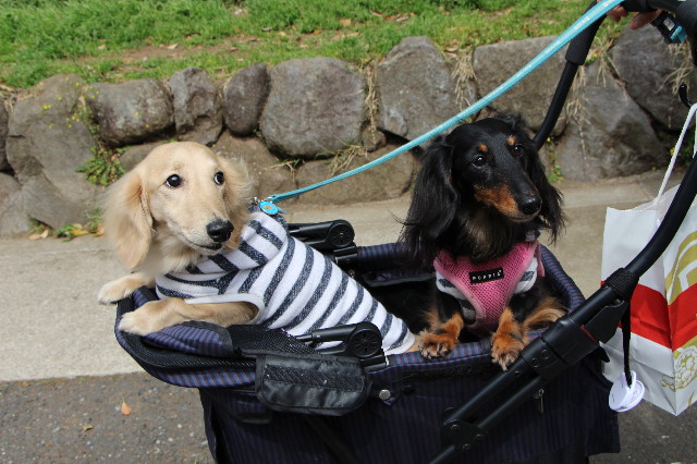 ファイル 6222-5.jpg