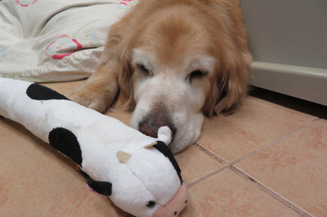 ファイル 6225-5.jpg