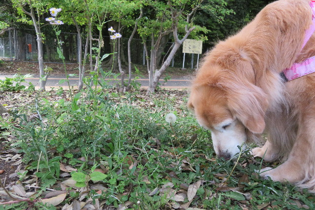 ファイル 6230-2.jpg