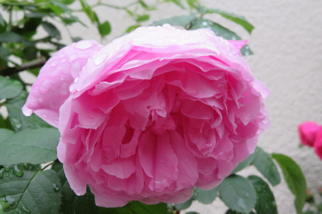 ファイル 6235-1.jpg