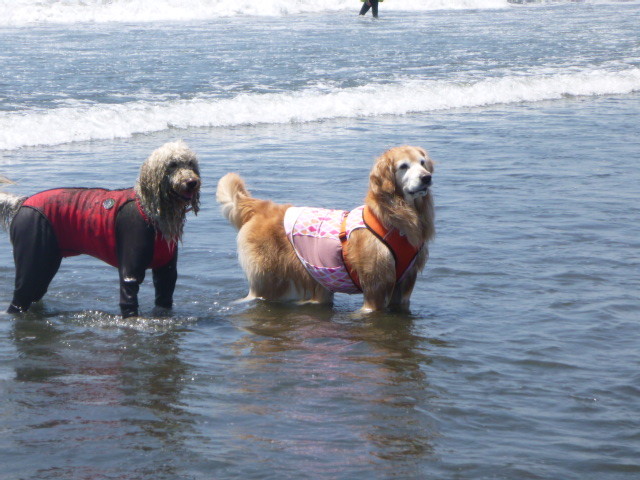 ファイル 6236-2.jpg