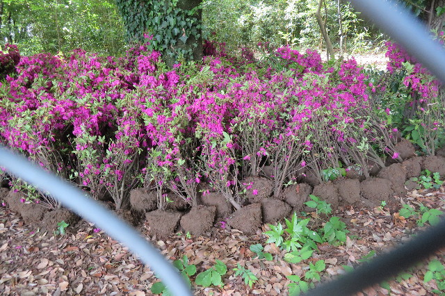 ファイル 6239-2.jpg