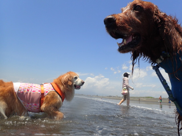 ファイル 6242-1.jpg