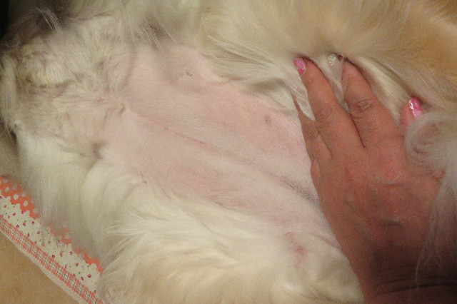 ファイル 6248-1.jpg