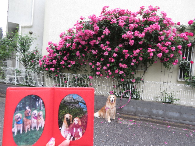 ファイル 6251-1.jpg