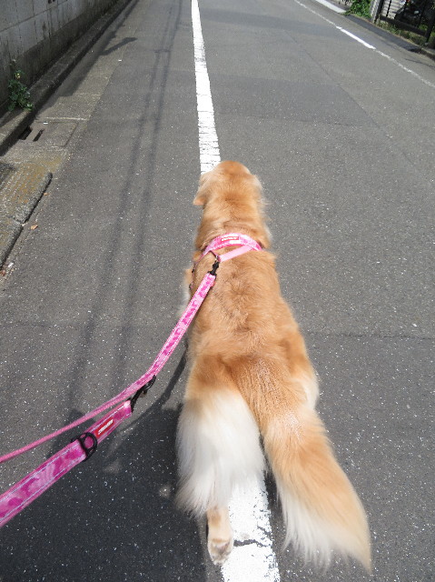 ファイル 6252-2.jpg