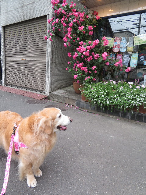 ファイル 6252-5.jpg