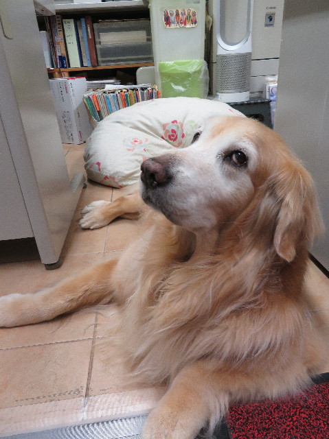 ファイル 6254-1.jpg