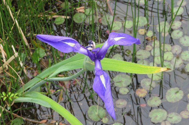 ファイル 6258-2.jpg