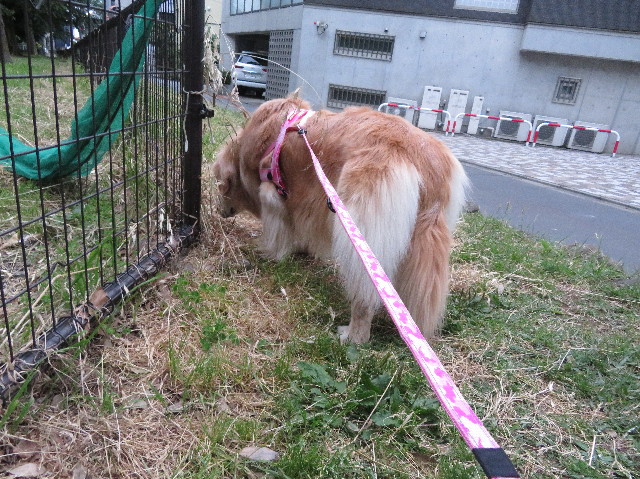 ファイル 6262-2.jpg