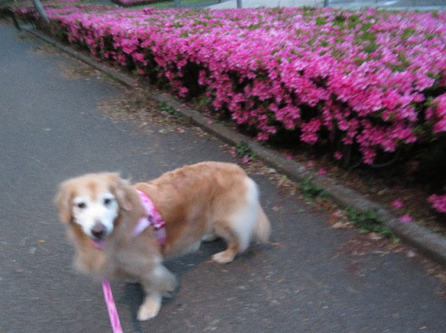 ファイル 6262-3.jpg