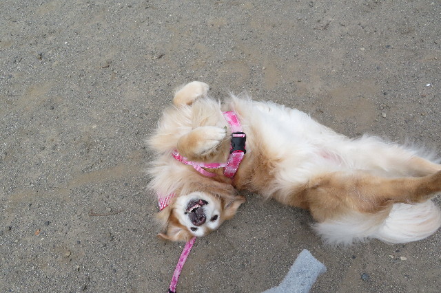 ファイル 6265-2.jpg