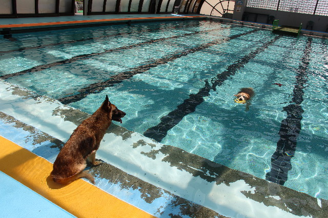 ファイル 6270-1.jpg