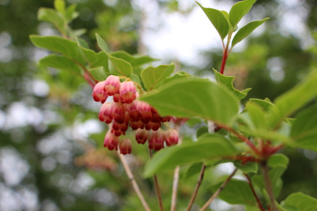 ファイル 6272-5.jpg