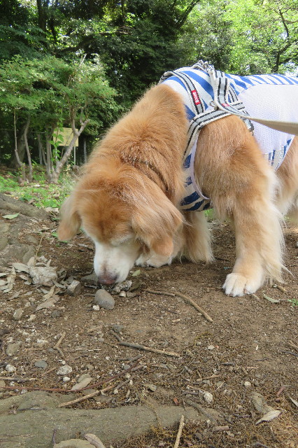 ファイル 6276-1.jpg