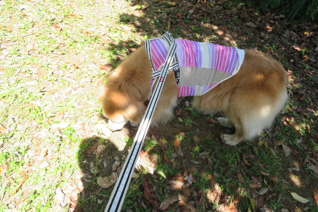 ファイル 6277-2.jpg