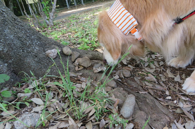 ファイル 6283-2.jpg