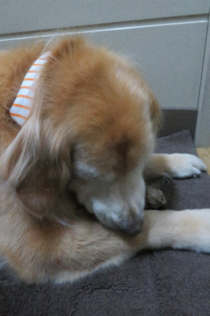 ファイル 6283-3.jpg