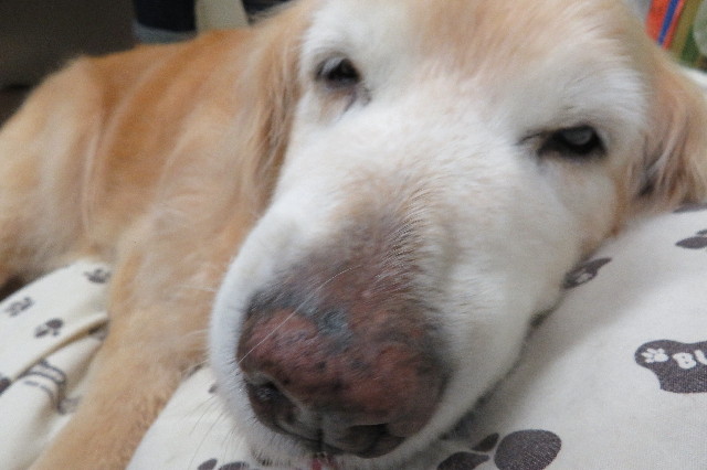 ファイル 6284-2.jpg