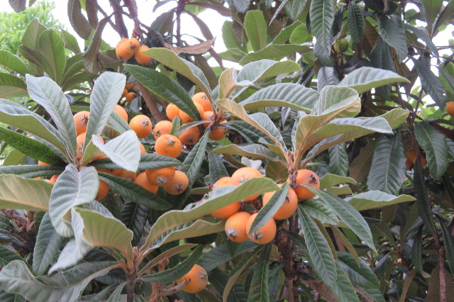 ファイル 6284-4.jpg