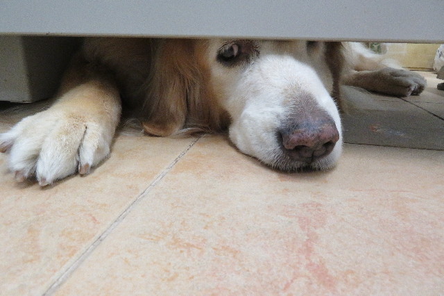 ファイル 6285-2.jpg