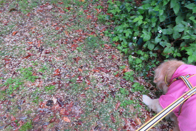 ファイル 6288-4.jpg