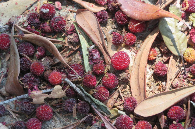 ファイル 6295-4.jpg